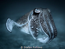 "Nothing is as obnoxious as other people's luck." F. Scot... by Stefan Follows 